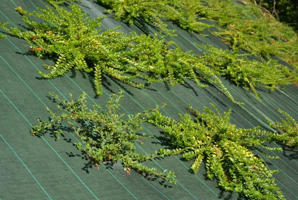 Toile de paillage à Écommoy